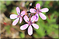 Common Storksbill (Erodium cicutarium)