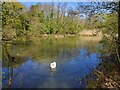 Mute swan on Langold Lake