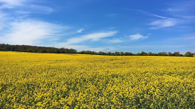 Field of gold and sky of blue