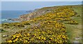 SW3530 : Gorse on the cliff top at Carn Gribba by Rod Allday