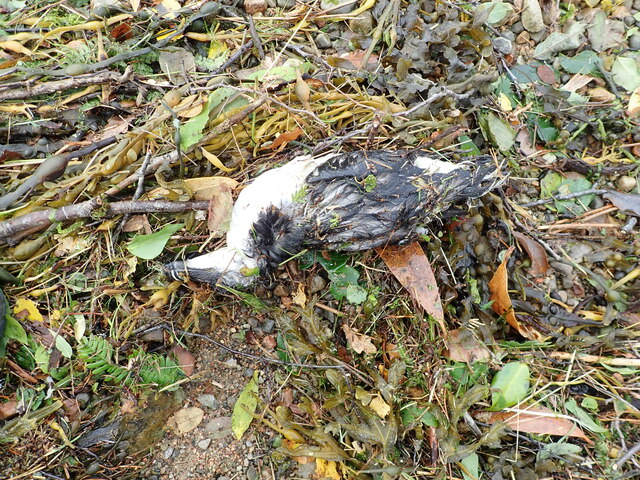 Dead razorbill on the shore of Loch Eil