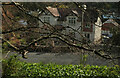 SX9364 : Tree branches, Ilsham Marine Drive by Derek Harper