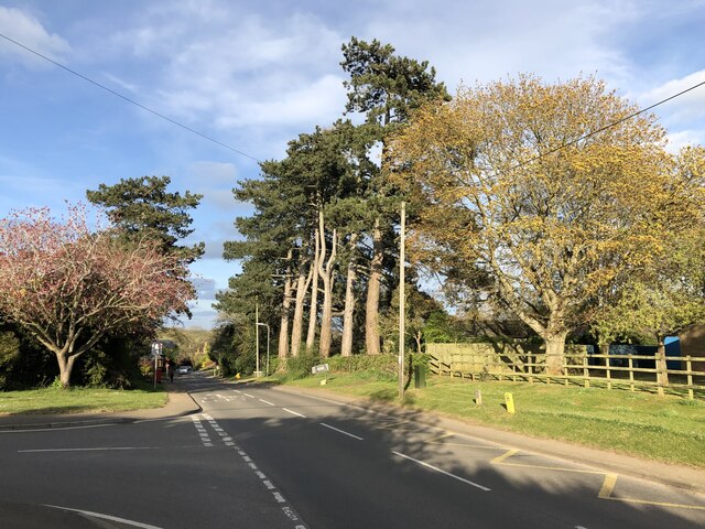 Cedars along Harlestone Road