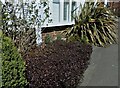 Pittosporum hedge and New Zealand Flax, Hawkhurst Moor