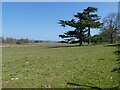 Cedar in Powderham Park