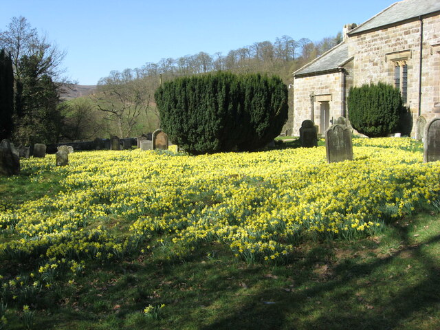 Daffodils in the church yard