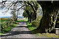 Mature trees along Garvallagh Road