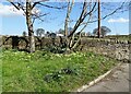 Primroses at the Brooms