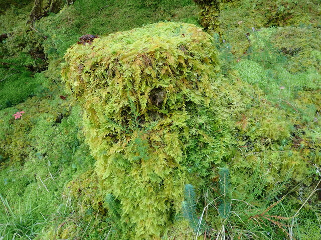 Moss-covered tree stump at Nevis Range