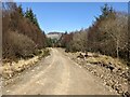 Forest track, looking towards the small hill of Craig y Penmaen