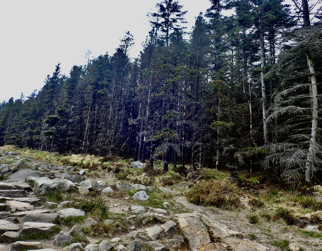 Scorched trees on the north side of the Glen River