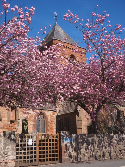 Pink Cherry Blossom at Whitekirk Church
