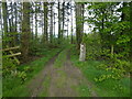 Pathway into a small woodland