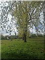 Row of trees in Silver Jubilee Park, Kingsbury