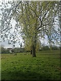 TQ2088 : Row of trees in Silver Jubilee Park, Kingsbury by David Howard