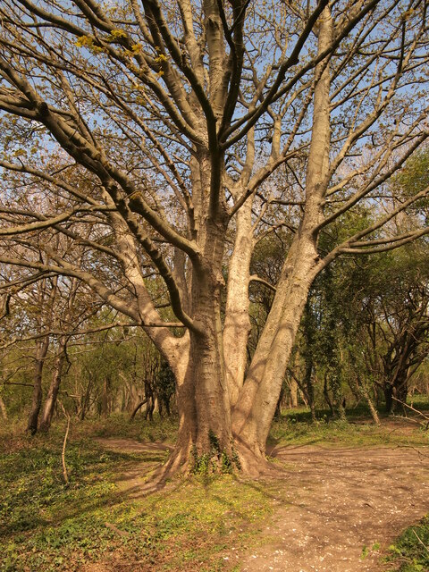 Five Trunked Tree