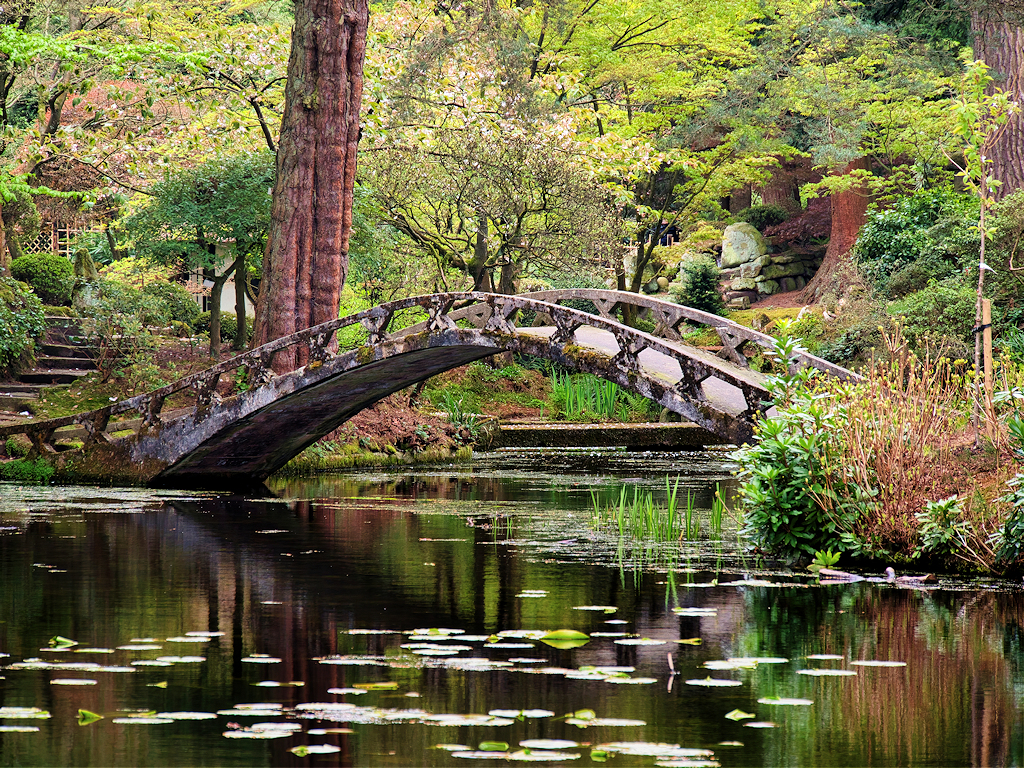 Tatton Park Japanese Garden, The Almond © David Dixon :: Geograph 