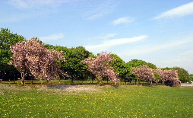 Trees in blossom, Green Lane, Baildon