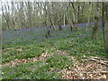 Bluebells in Quarry Wood