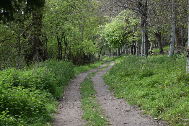 Track in Ridge Wood