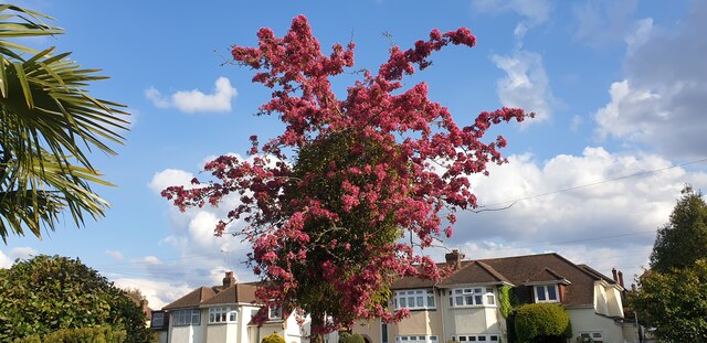 Mistletoe and Blossom, London N14