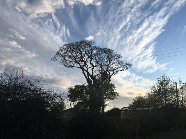 Old Sycamore Tree with Pretty Clouds