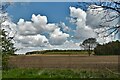 Methwold: Farmland and the edge of a large plantation