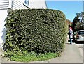 Bay laurel hedge round front garden, A229, Hawkhurst Moor