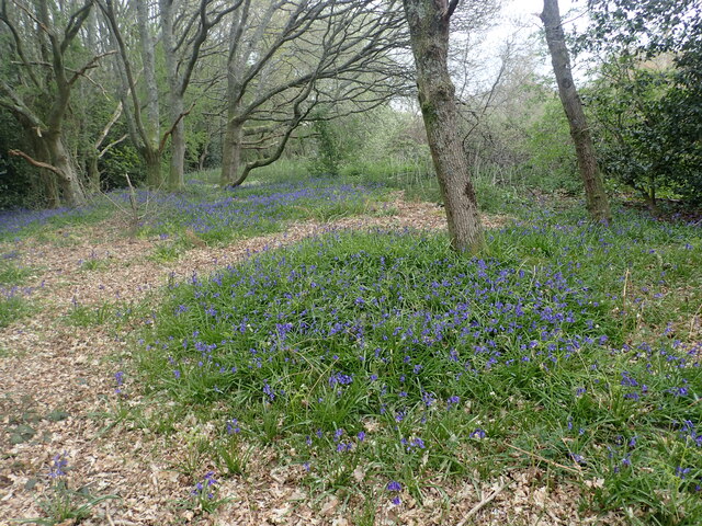 Bluebells on The Wealdway