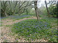 Bluebells on The Wealdway