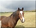 Horse next to The Wealdway