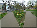 Tulips in Victoria Gardens