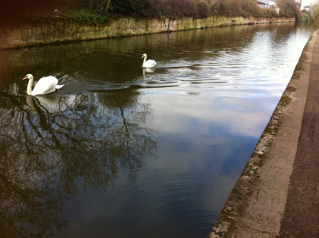 Swans on the Coventry Canal