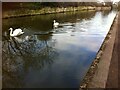 Swans on the Coventry Canal