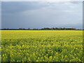 Oilseed rape crop off Wide Howe Lane