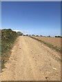 Farm track and hedge