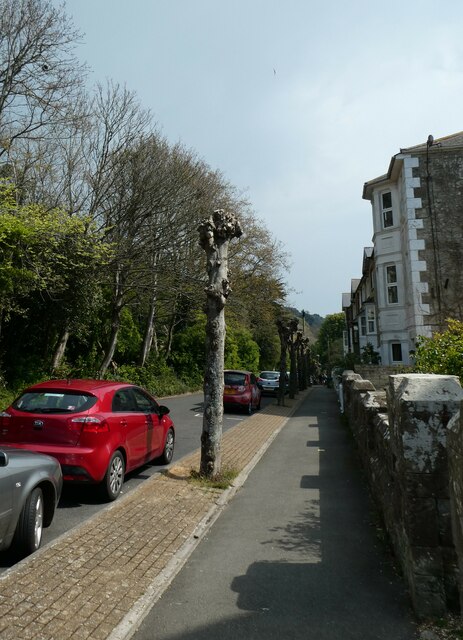 Severely pruned trees in Trinity Road