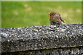 Robin on a wall, Ballykeel