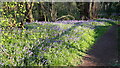 Path beside bluebells