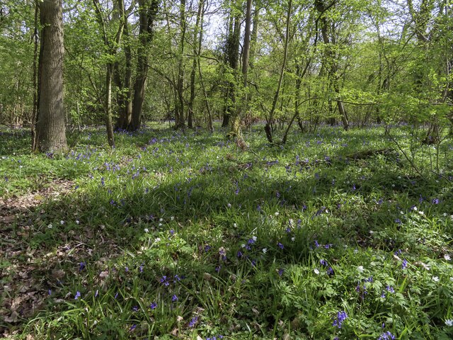 Wood anemones and bluebells in Radley Large Wood