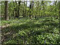 Wood anemones and bluebells in Radley Large Wood