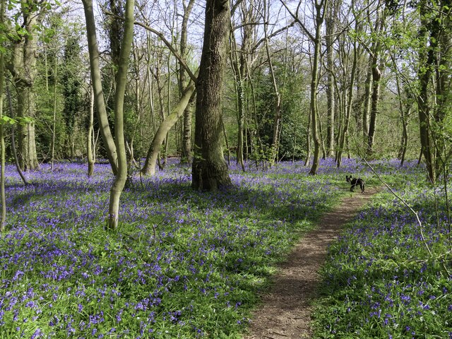 Path in Radley Large Wood