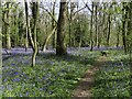 Path in Radley Large Wood
