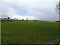 Sheep grazing, Coombshead