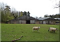 NY5442 : Sheep, Old Hall Farm by JThomas