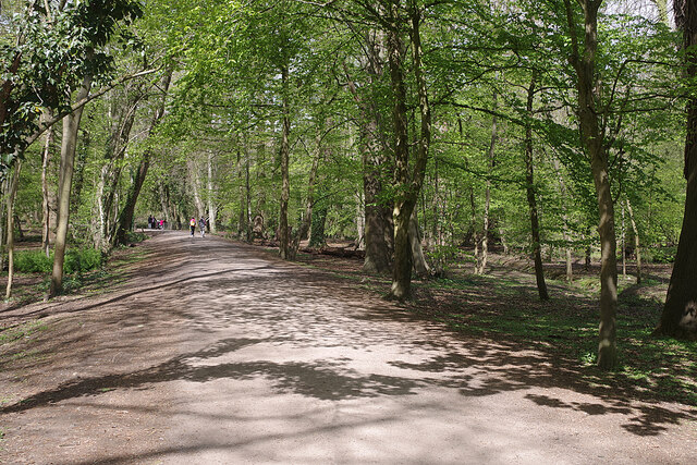 Path Through The Woods Coombe Abbey © Stephen Mckay Cc By Sa20