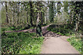 Woodland paths at Coombe Abbey