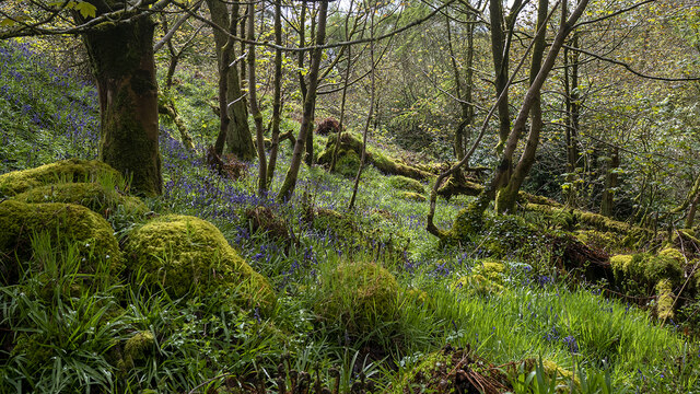 Bluebells, Cave Hill