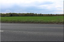 TF6522 : Field by Grimston Road, South Wootton by David Howard
