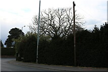 TF6422 : Grimston Road, South Wootton by David Howard